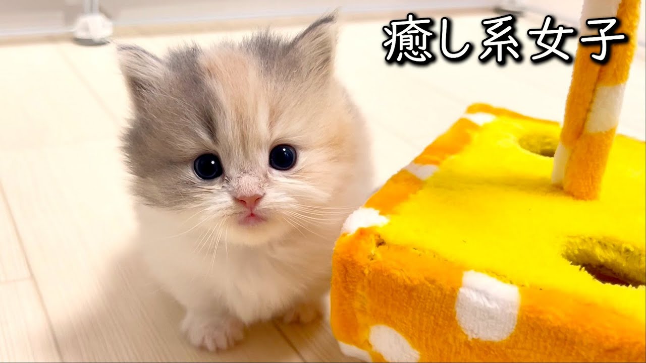 【マンチカンの子猫】子猫界の癒し系女子のオンリー撮ってみた件 ∼猫のいる生活Vol.797~ 出産動画 マンチカン短足・ミヌエット・ペルシャ猫専門ブリーダー『ペット蔵人』【子猫の成長記録】