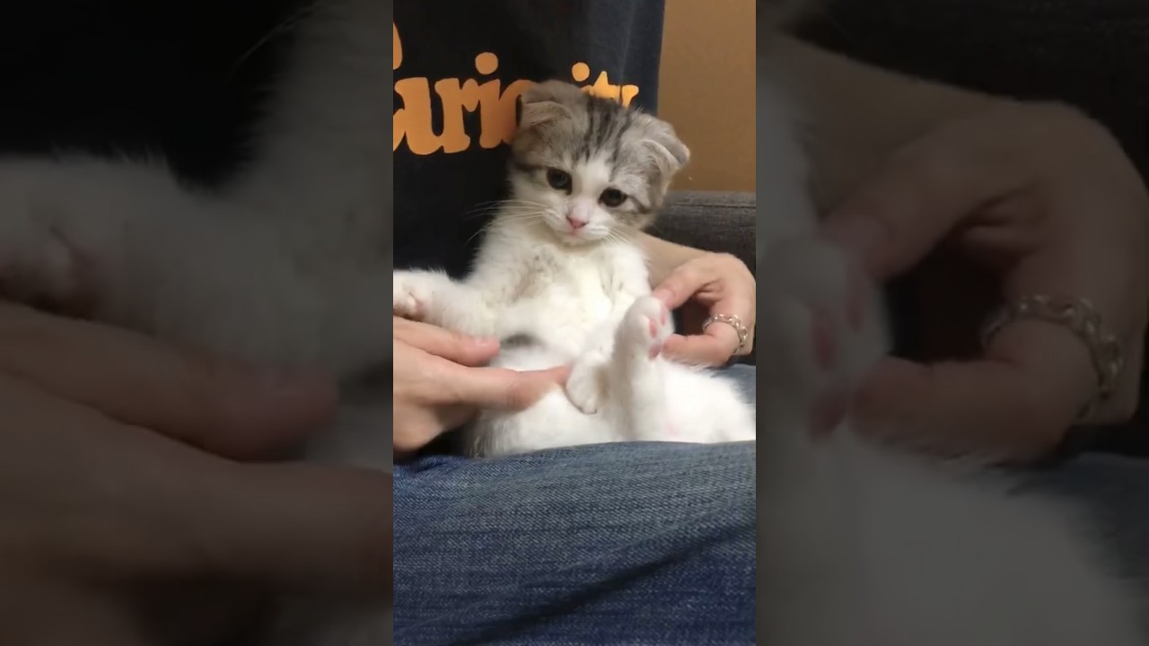 睡魔には勝てない子猫ww #cat #スコティッシュフォールド #ねこ #猫 #猫のいる暮らし #子猫#パピー#shorts