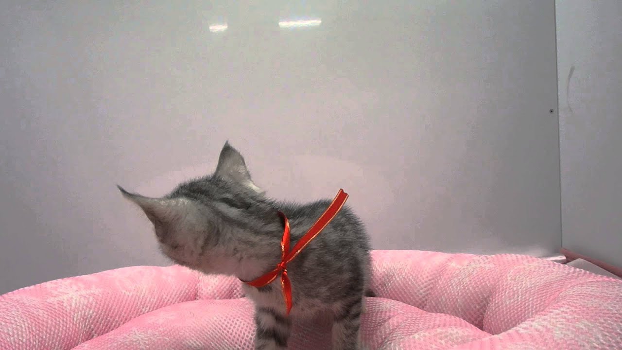 270921オシキャット