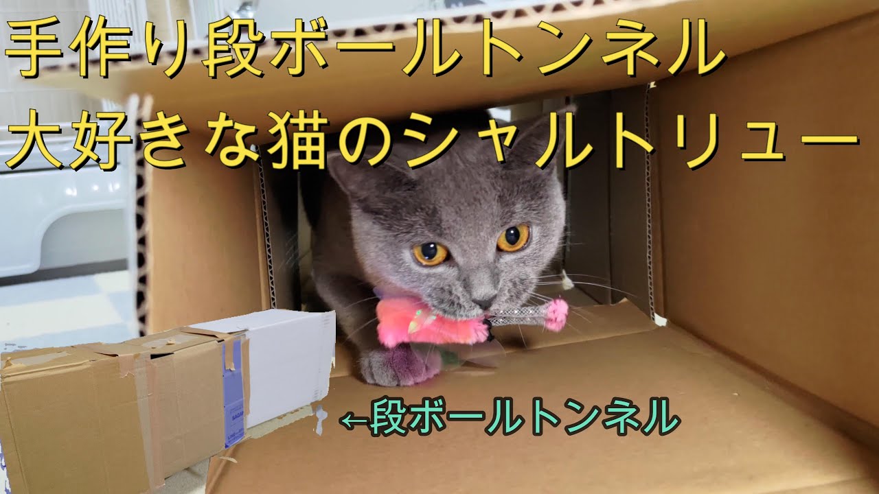 手作り段ボールトンネルが大好きな猫のシャルトリュー