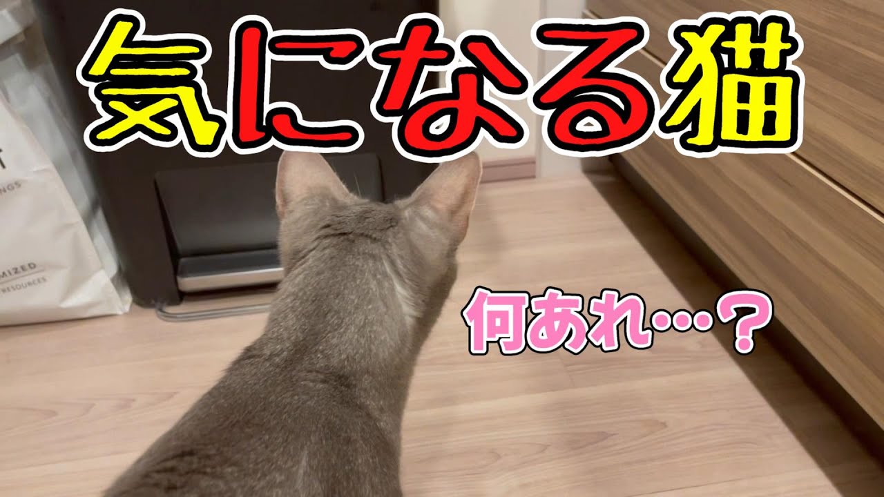 気になる猫♡