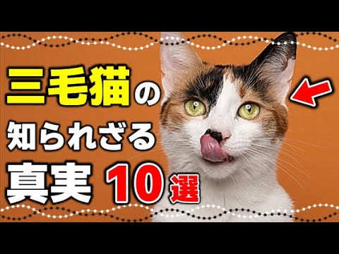なぜ三毛猫はかわいいのか？三毛猫の驚くべき10の真実