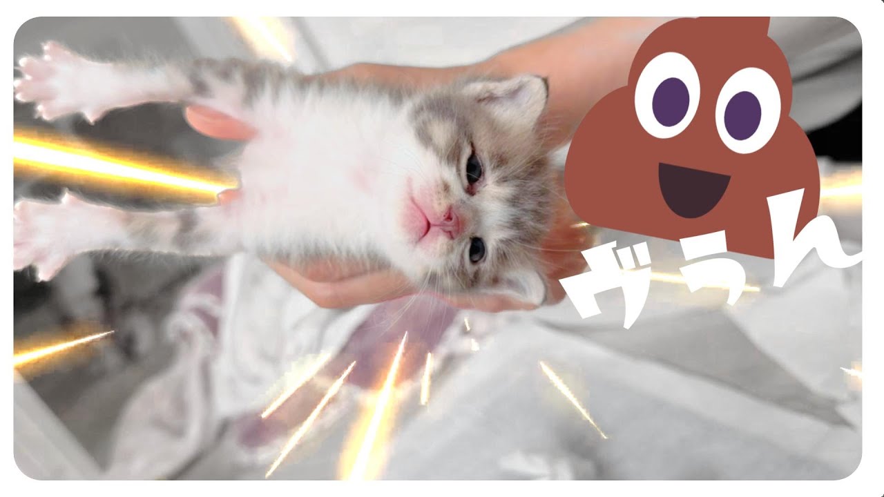 ヴヴヴぅうう～んん～子猫のはじめてのうんちは突然に【保護猫生活5日目】