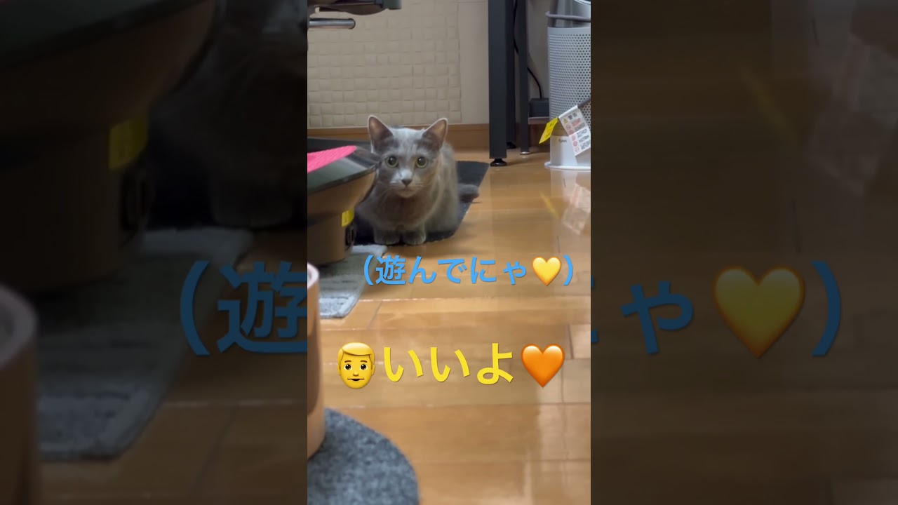 遊んで💛とパパに可愛くせがむ猫（ロシアンブルー）#shorts