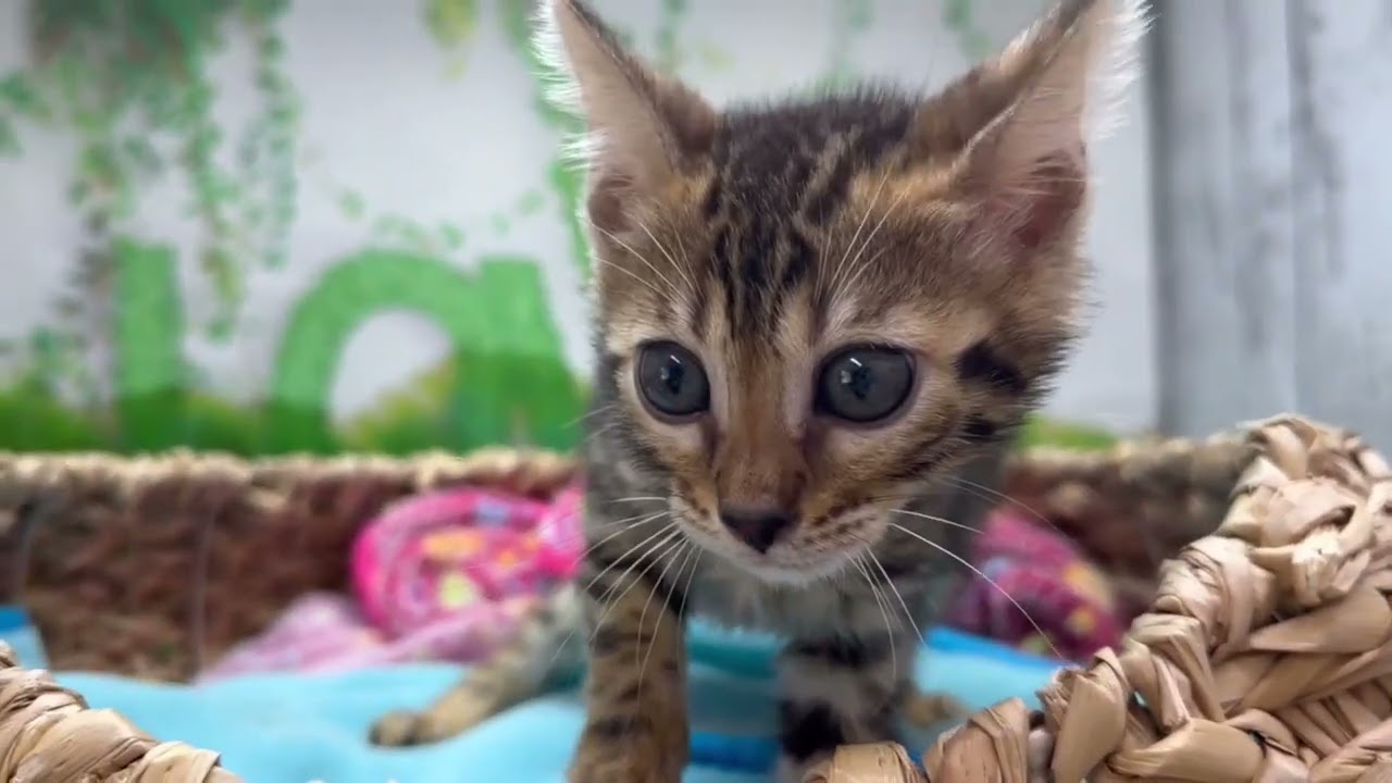 Coo&RIKU　No645542ベンガル