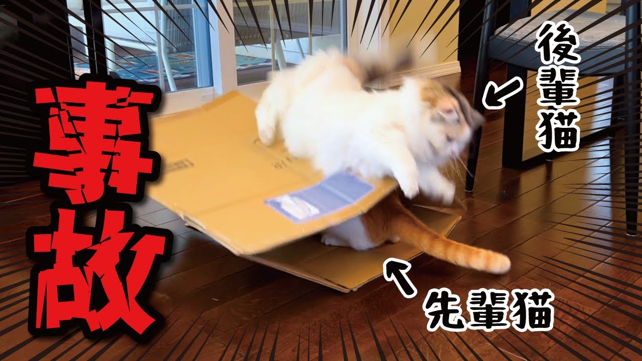 段ボールで遊んでいたらとんでもない事故が起こりました