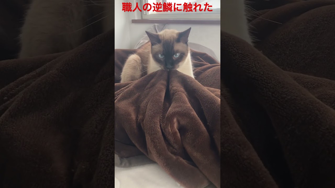 【シャム猫】無断で撮影したら逆鱗に触れたようだ。