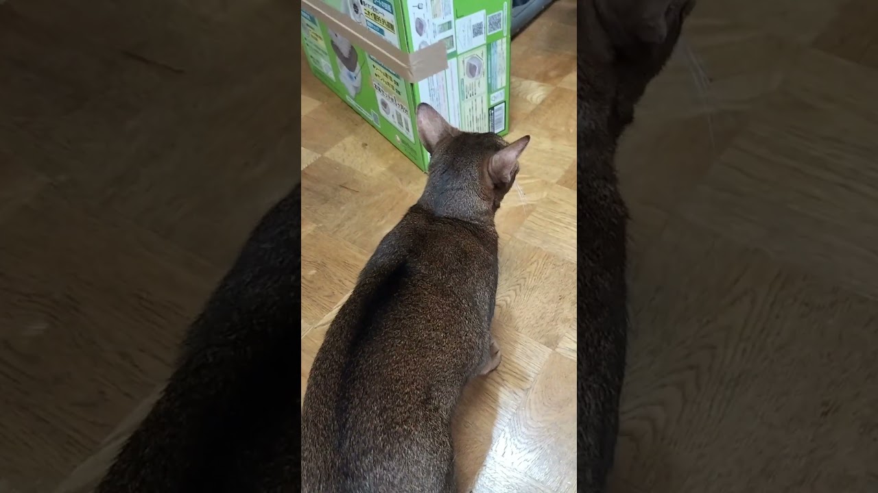 ネコ動画あび#2048　#shorts　#あび #ねこ #ネコのあび #猫動画
