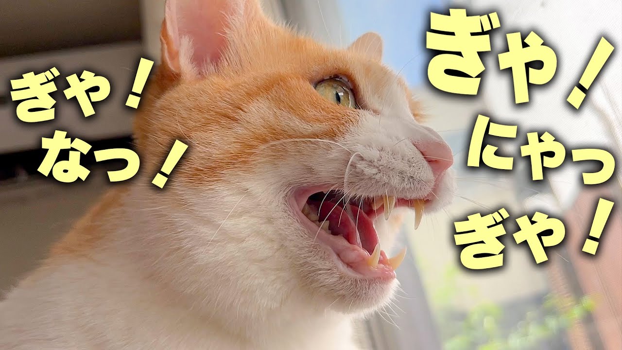 朝起きたら猫がなにもないところに向かってずっと吠え続けていました…