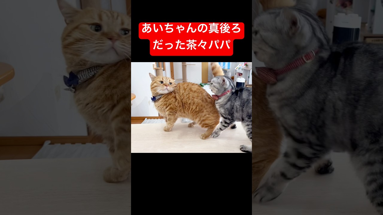 机に飛び乗ったら着地場所がたまたまあいちゃんの後ろだった茶々パパ #猫 #マンチカン #shorts