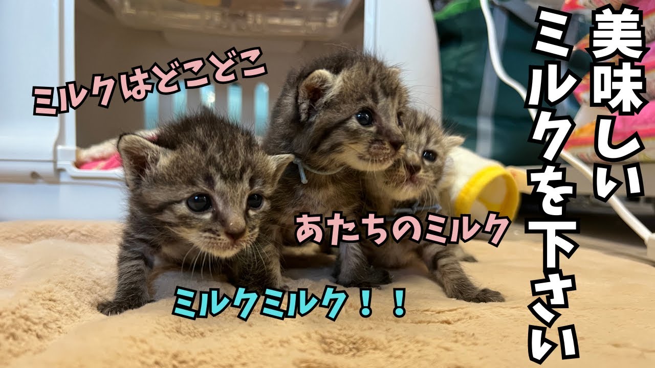 生後10日の子猫。あれからしばらく経過して…ミルク飲み放題プラン
