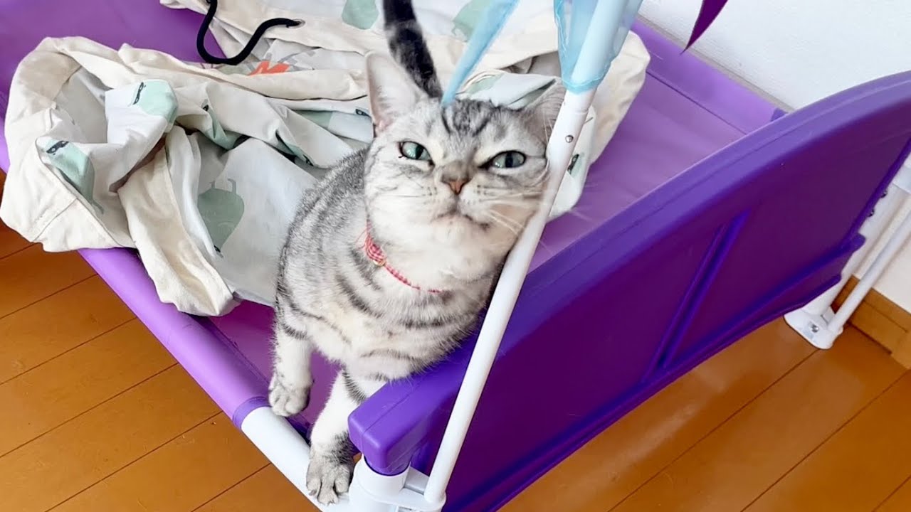 みゅうちゃんのベッドでアピールしまくるあいちゃん #猫 #アメリカンショートヘア