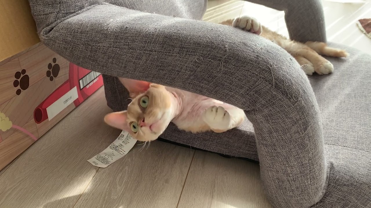デボンレックス猫が座椅子で寝転んでいます(Devon Rex cat lying on a legless chair)