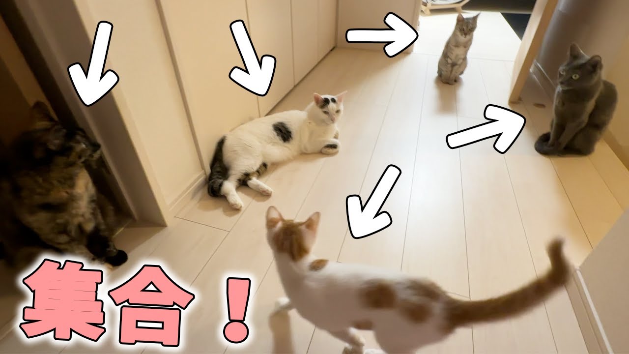 子猫が来てから初めて猫5匹集合しました！！