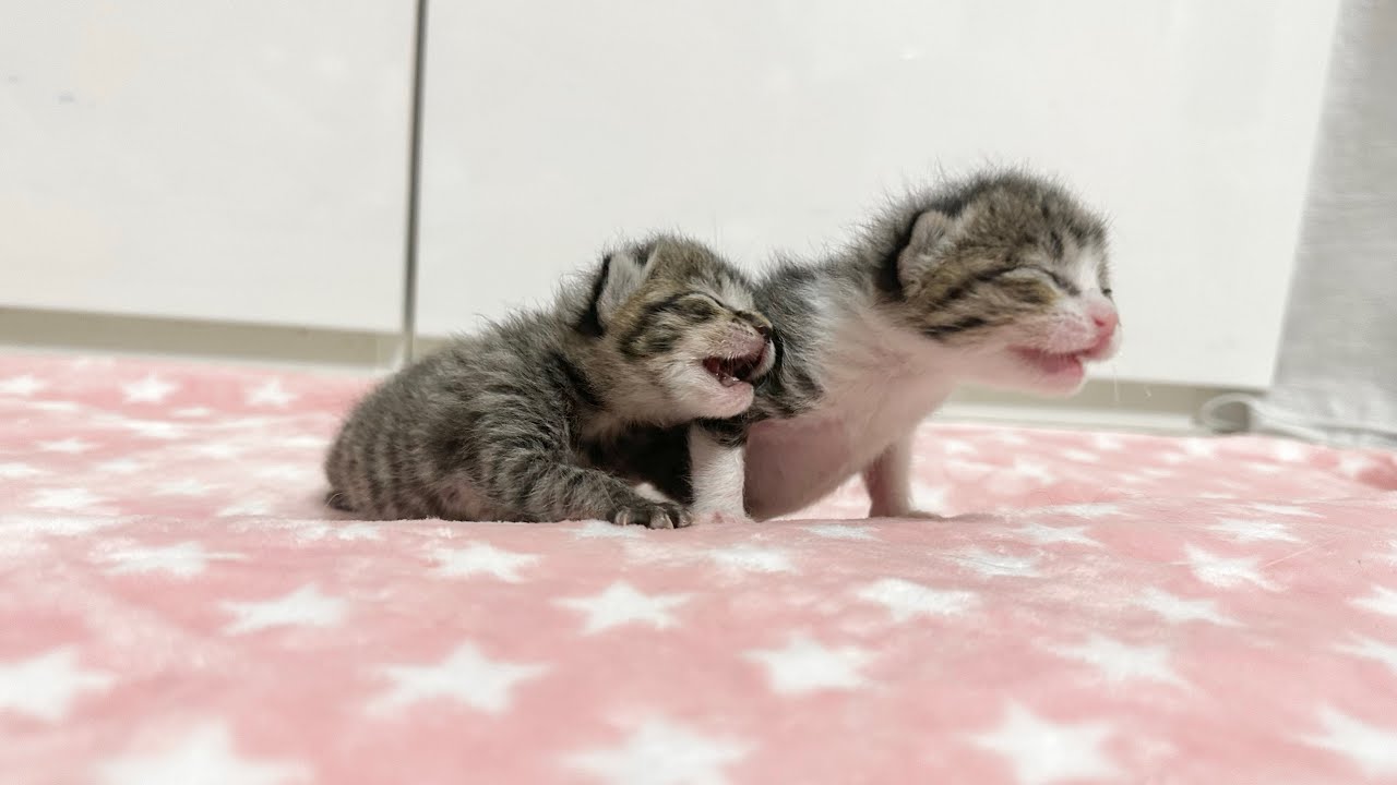 生後8日 てちてちコロコロ転がりながらも甘えにくる赤ちゃん猫【山菜兄妹#7】Baby cats come to be pampered while crawling. 子猫