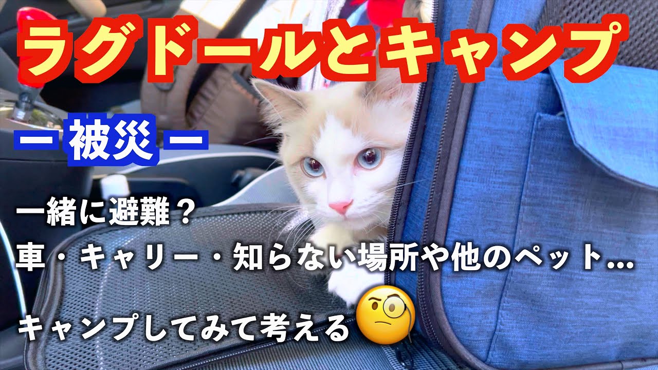 「ラグドールとキャンプ」秋の道志の森キャンプ場でペットと『被災時』を考えてみました。ー「可愛い〜！」だけじゃ終われません。ー