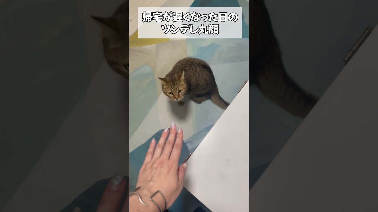 【猫動画】帰りが遅くなってしまった日のお出迎えが…　#shorts