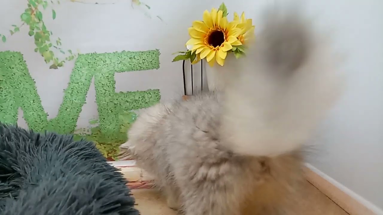 648397 ペルシャ
