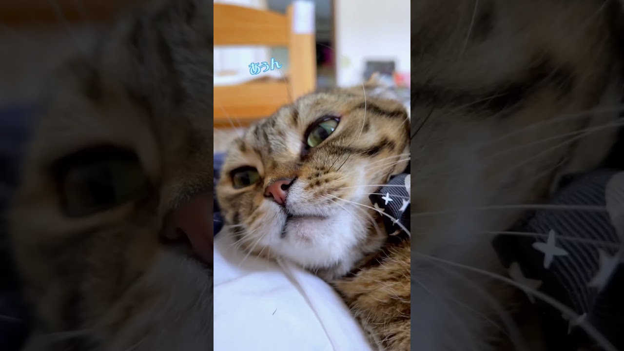 猫が朝から鼻息で飼い主を起こしてくるのが可愛すぎた…