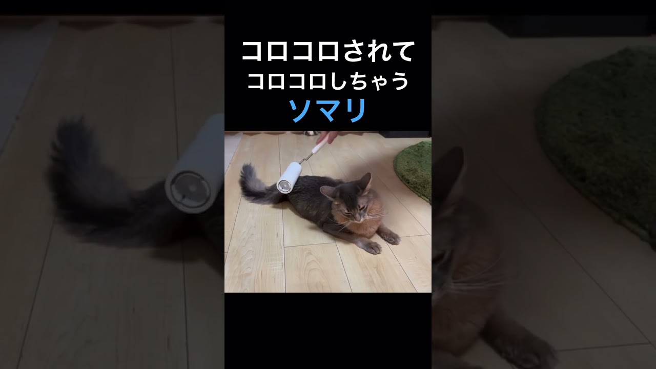 コロコロされてコロコロしちゃうソマリはこちら　#shorts