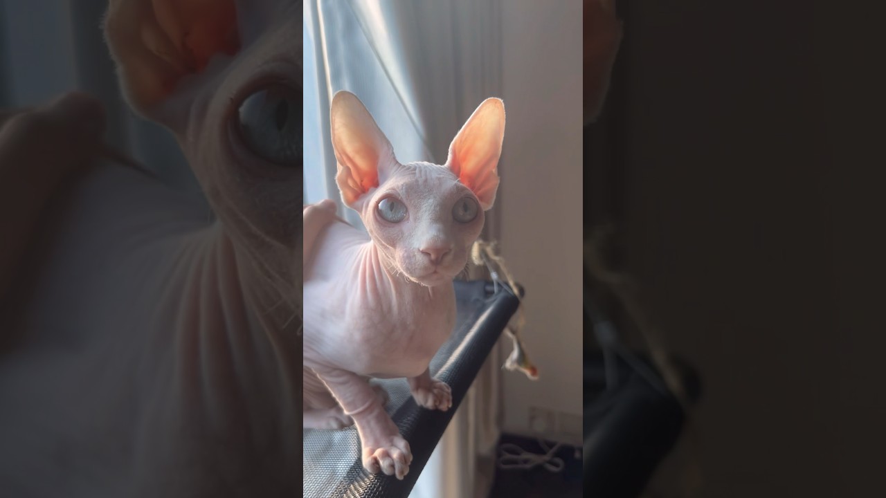 ママが来ると嬉しくてエンジンがかかる猫【スフィンクス猫】