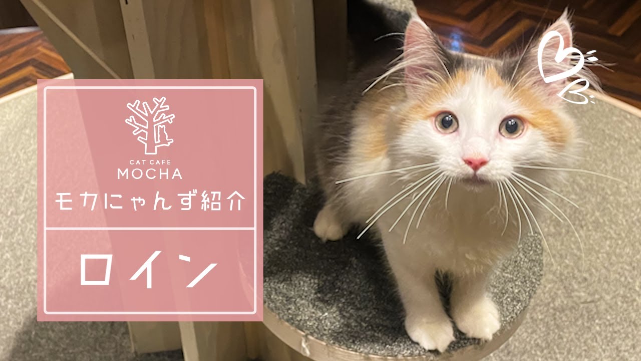 ロイン（ノルウェージャンフォレストキャット♀）渋谷センター街店