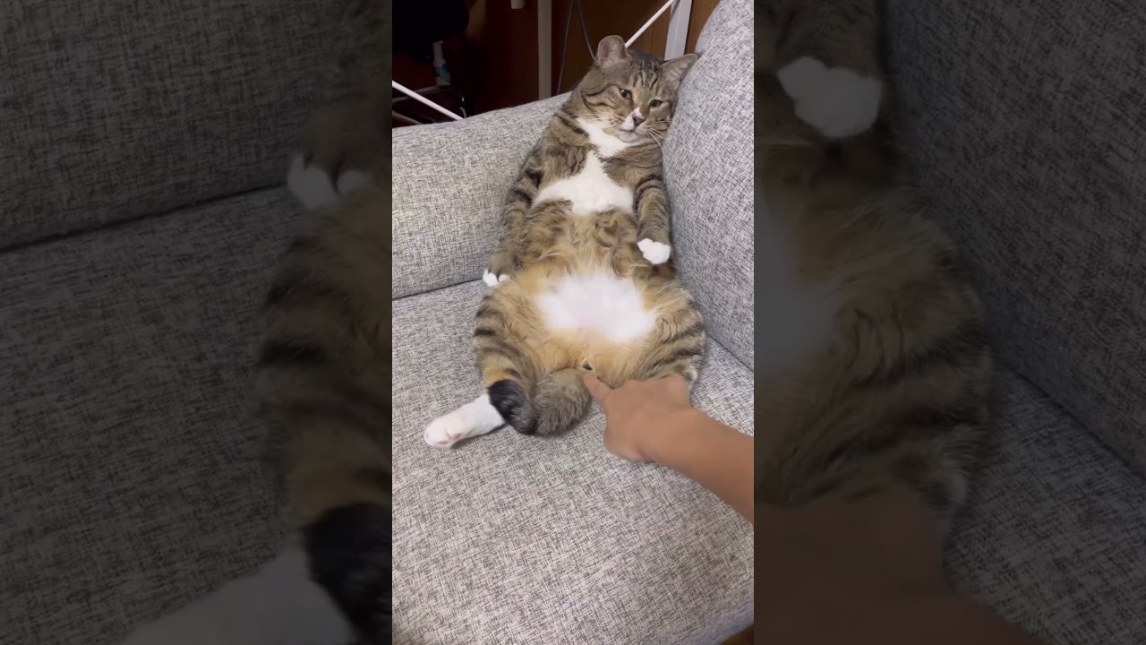 22歳一人暮らし。巨大系彼氏？とのイチャイチャタイムをチラ見せ #ほたて君 #元ボス猫 #保護猫 #ダイエット中 #猫エイズキャリア #預かりボランティア #ナラ様に腕噛まれた