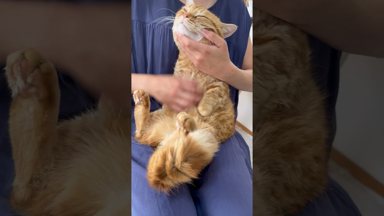 ねこもふギター #猫 #マンチカン #shorts