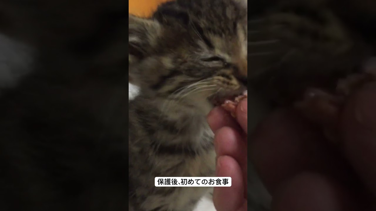 保護子猫、はじめてのお食事（2015年） #cat #猫 #保護猫 #子猫 #kitten #ねこ #こねこ #animal #babycat #cute #shorts