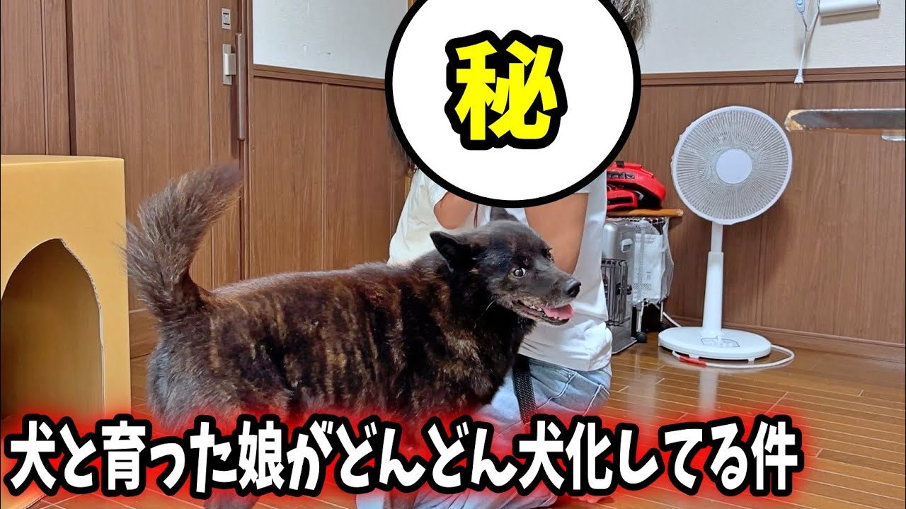 甲斐犬を兄と慕う妹が、また変なことを覚えてしまった・・・【甲斐犬一休と猫のしずく】
