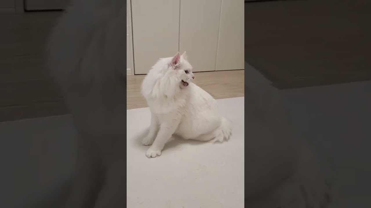 まるで犬？元気に遊びすぎて息切れしてしまった猫 #shorts #アメリカンカール #ミルク