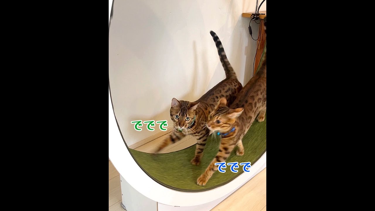 たぬき猫のかけっこ競争🐈🐈 #shorts