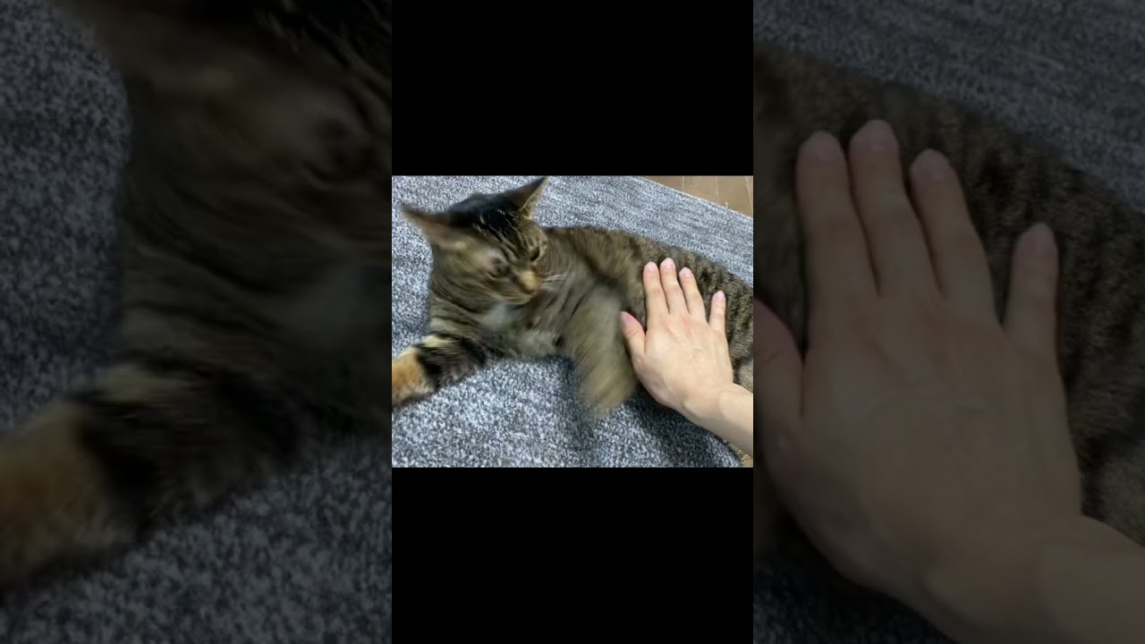 猫を触ろうとしただけなのに... #猫  #てん #ふく