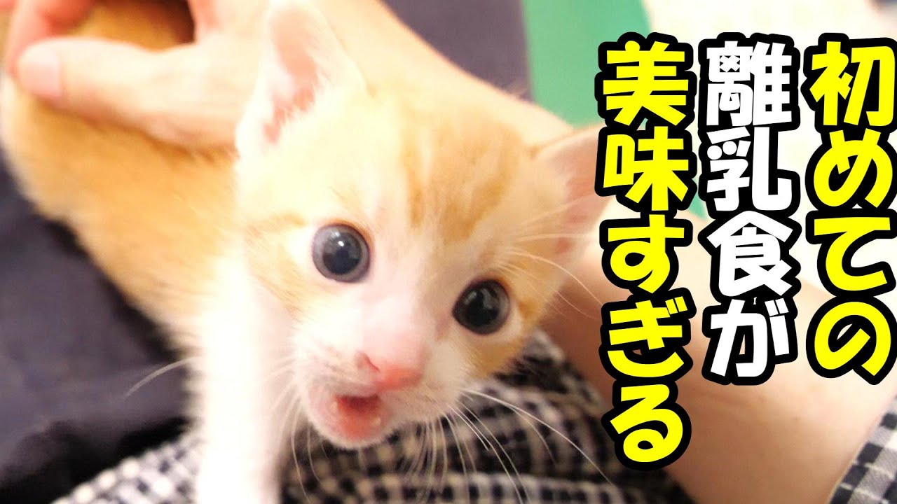 初めて食べる離乳食に大興奮する子猫たちが、お代わり頂戴とママにおねだり。【赤ちゃん猫　保護猫】