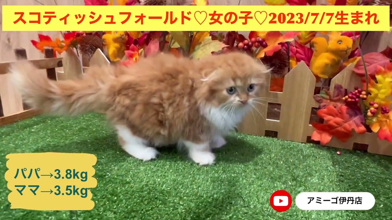 ちょこちょこ歩く姿が可愛い折れ耳スコちゃん♡