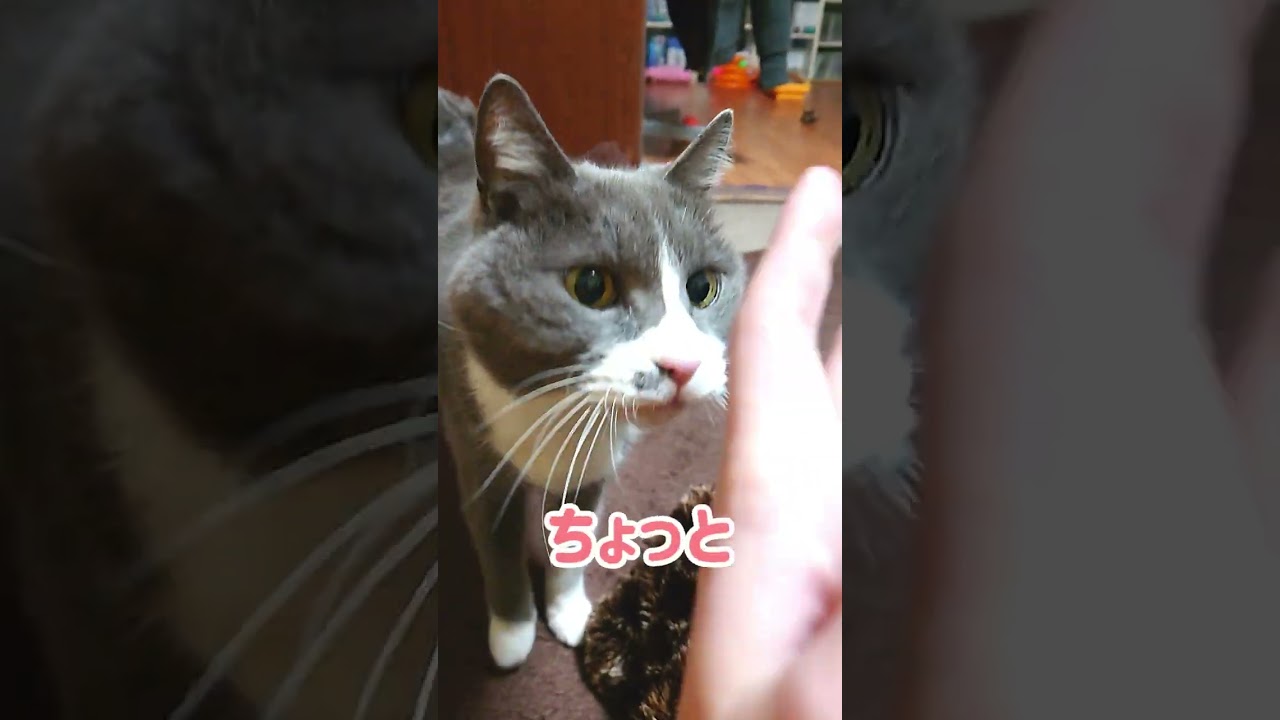 猫のおしりを巡るお変態な猫とお変態な飼い主の戦いの結末は #Shorts​
