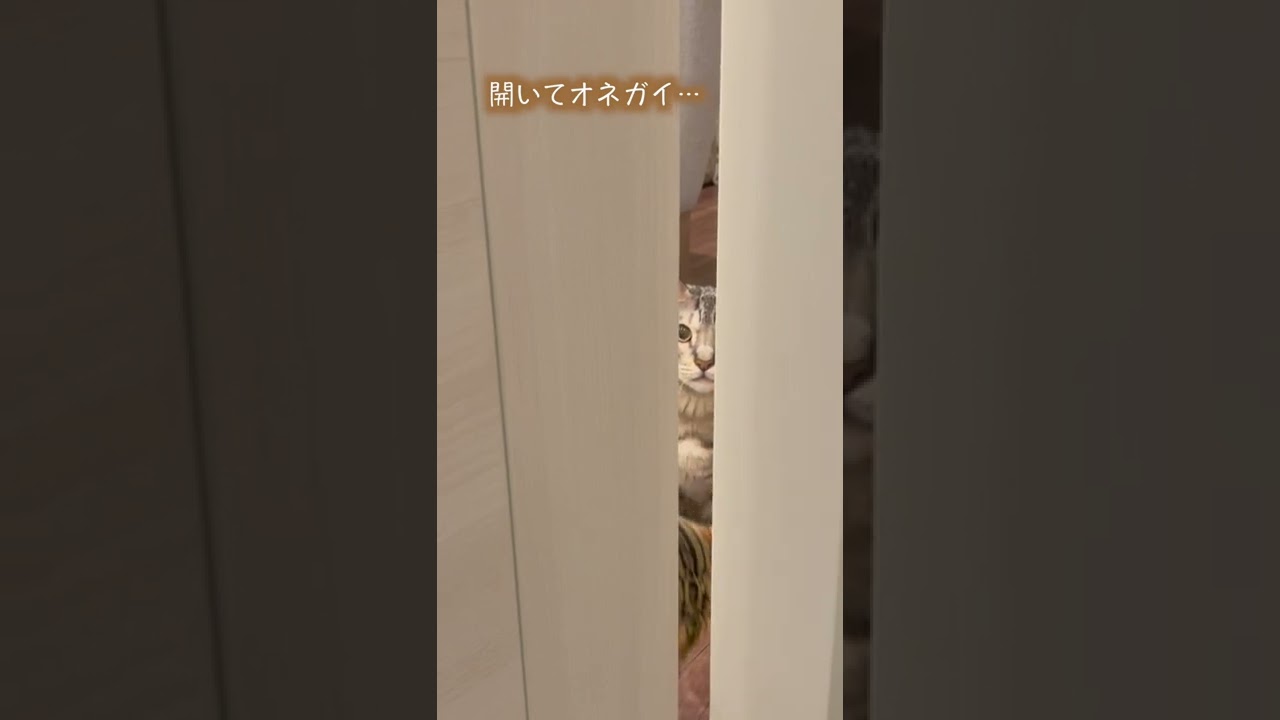 ドアにオネガイが通じると思っている猫さん