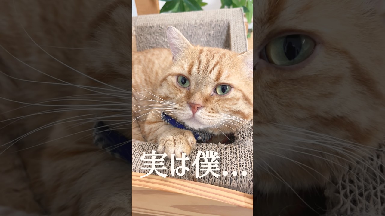 実は僕... #猫 #マンチカン #shorts