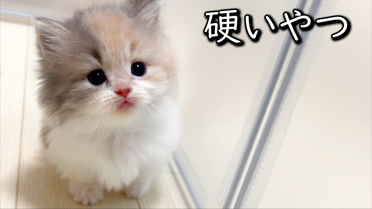 【マンチカンの子猫】動きがカクカクしている不器用そうな子猫の件 ∼猫のいる生活Vol.798~ 出産動画 マンチカン短足・ミヌエット・ペルシャ猫専門ブリーダー『ペット蔵人』【子猫の成長記録】