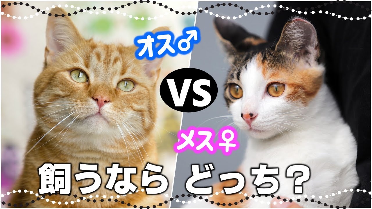 オス猫とメス猫飼いやすいのはどっち？性格・行動・体型・毛色の違い