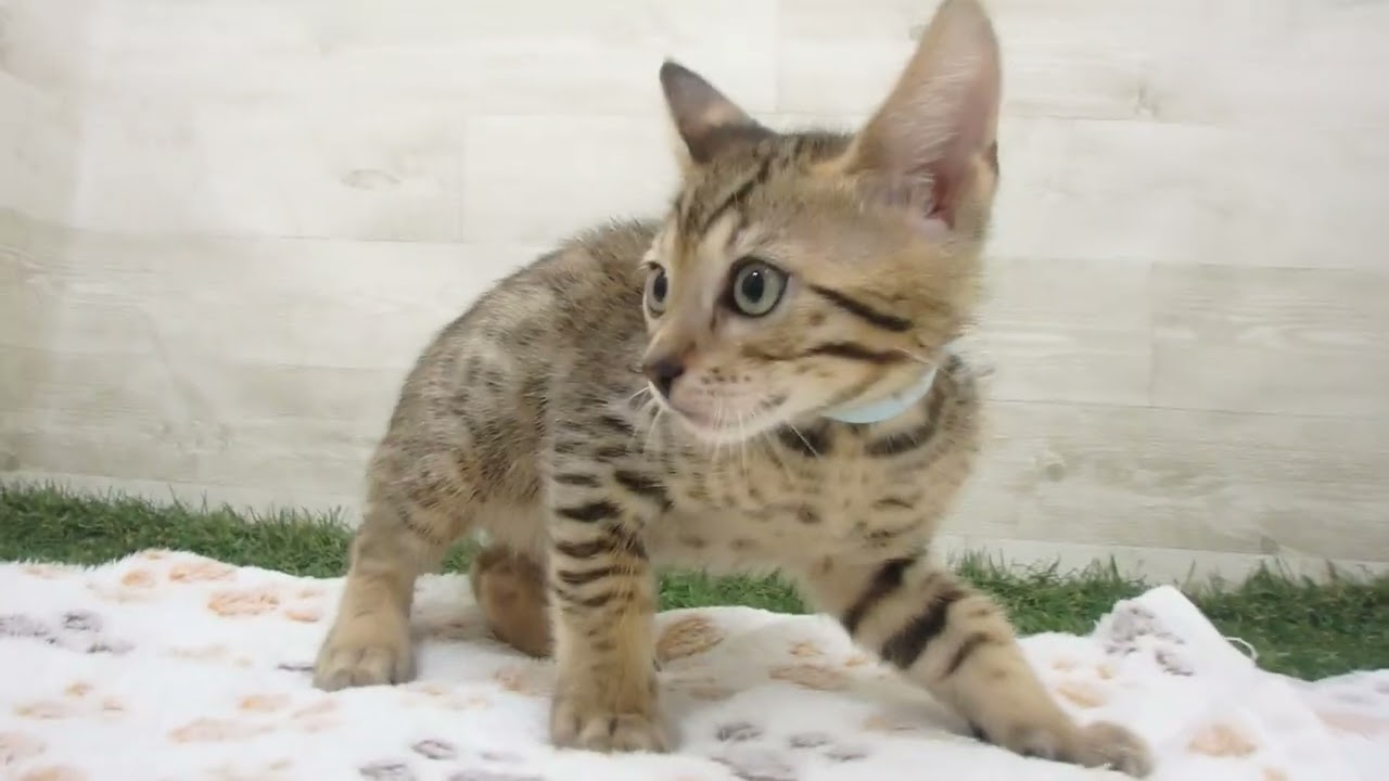 Coo&RIKU　No00648257 エジプシャンマウ