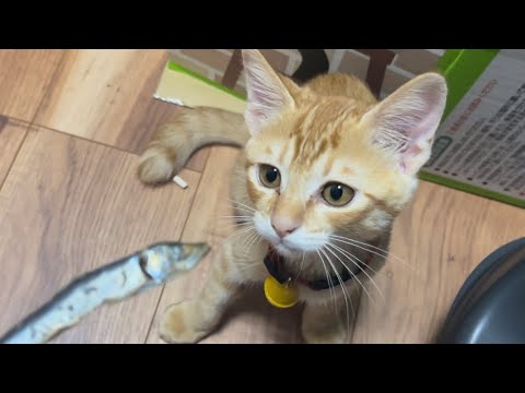 【保護猫】茶トラの子猫に煮干しをあげたら大変なことになりました
