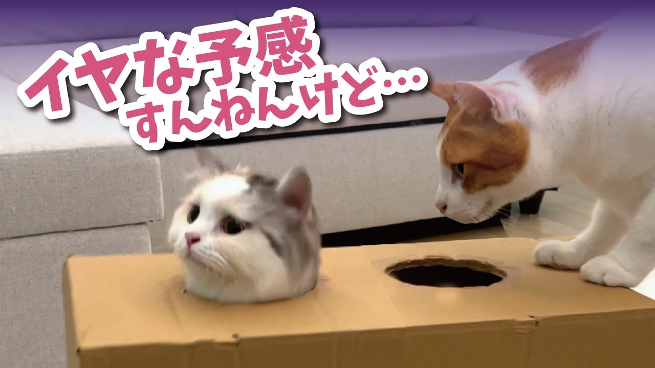 この後、後輩猫に悲劇が…！！