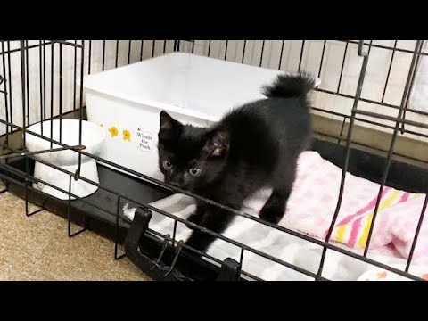 ケージから恐る恐る出ようとする子猫がかわいい