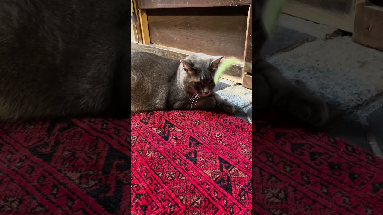 #風の猫　おばあちゃんのお土産のネコジャラシなので..　外に出たい気持ちを抑えて..　遊んでくれる猫...　#shorts
