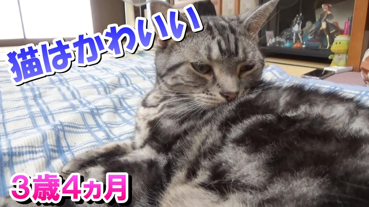 猫はかわいい！うちのねこ３歳４ヵ月（アメリカンショートヘア）