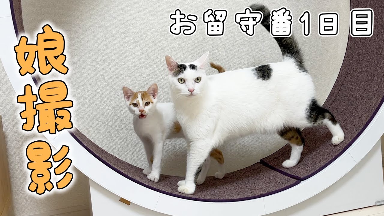 娘と猫たちだけのお留守番はこんな感じでした【1日目】