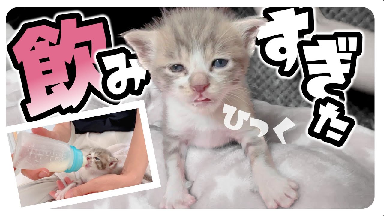 【子猫のミルボラ】ふぅううぅ～飲んだ飲んだ！ミルクの後がなんともかわいすぎる★がに股で歩く後ろ姿が・・・【保護猫生活6日目】