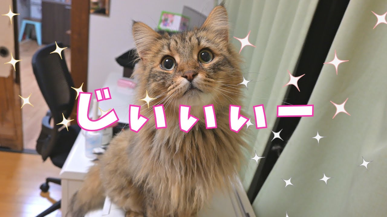 猫たちの見つめる先には…【サイベリアン】