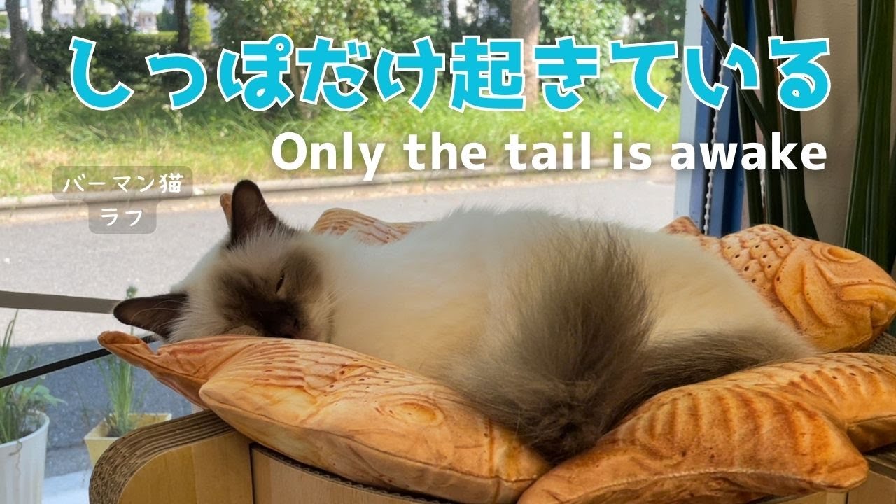 バーマン猫ラフ【しっぽだけ起きている】Only the tail is awake（バーマン猫）Birman/Cat